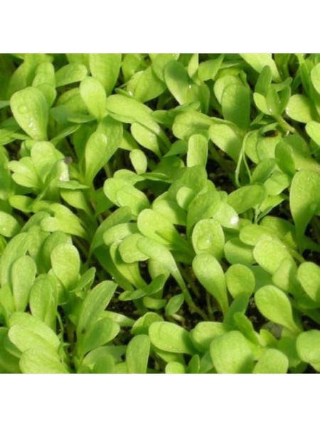 Щавель семена микрозеленые (Agrocity)