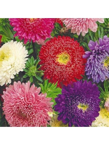 Школьный букет семян астры пионообразной (GL Seeds)