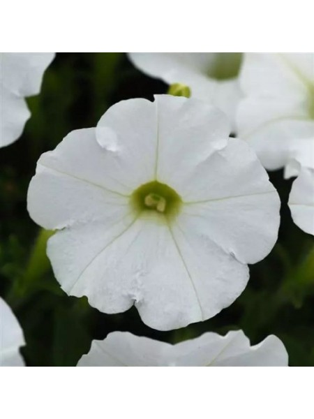 Шок Вейв F1 белый (White) семена петунии ампельной (Pan American)