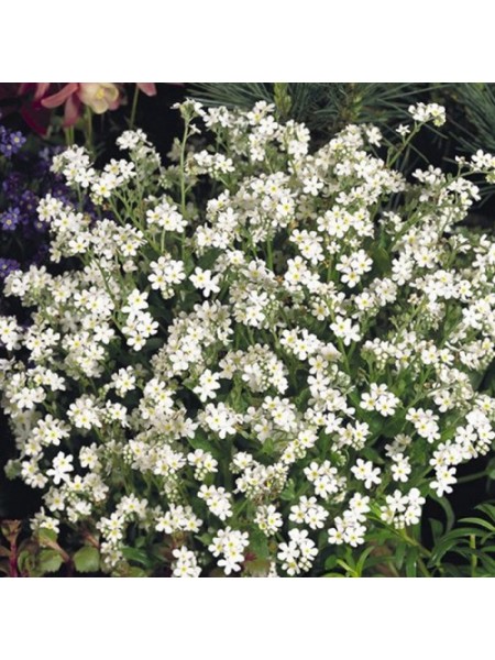 Сельва белая (white) семена незабудки (Benary)