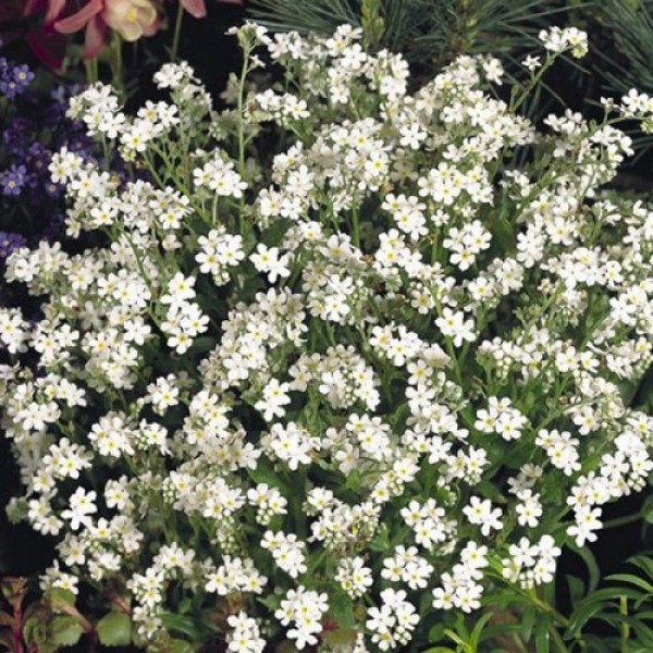Сельва белая (white) семена незабудки (Benary)
