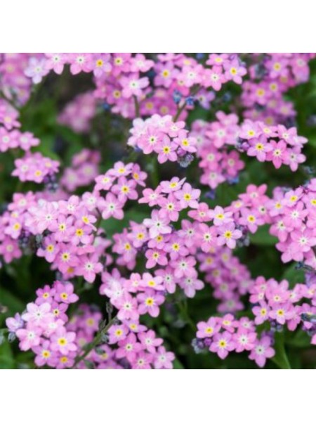 Сельва розовая (pink) семена незабудки (Benary)