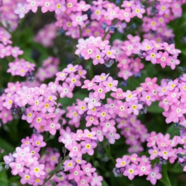 Сельва розовая (pink) семена незабудки (Benary)