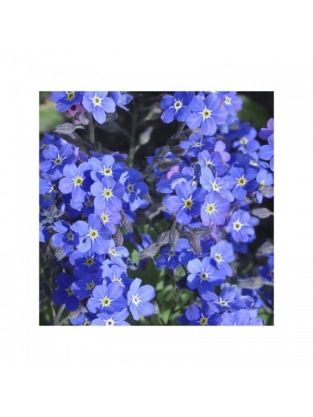 Сельва синяя (blue) семена незабудки (Benary)