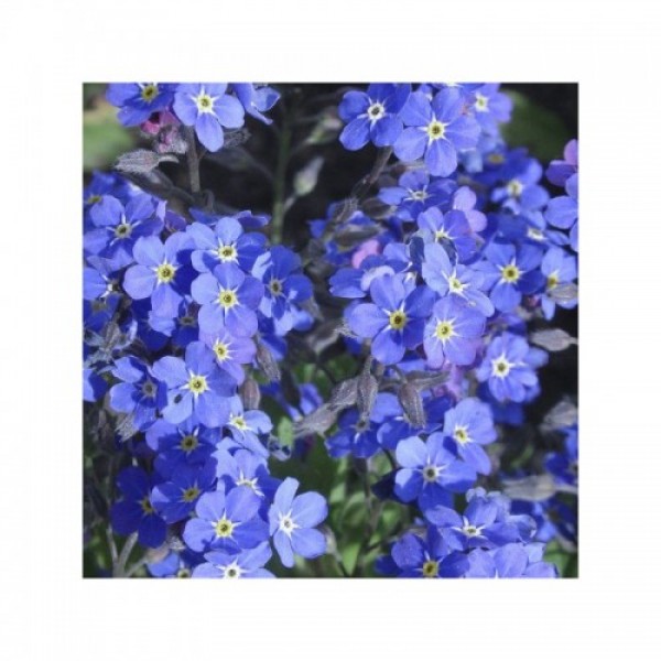Сельва синяя (blue) семена незабудки (Benary)