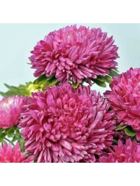 Сиринга розовая (Pink) семена астры хризантемообразной (Satimex)