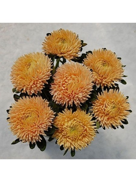 Сиринга оранжевая (Orange) семена астры хризантемообразной (Satimex)