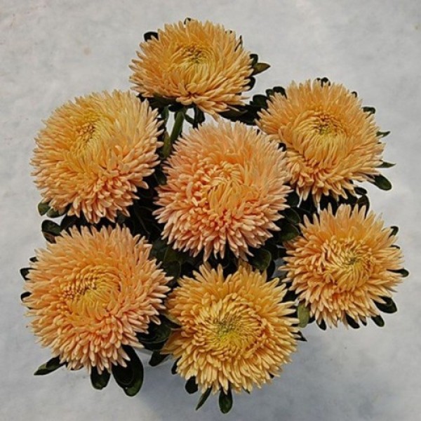 Сиринга оранжевая (Orange) семена астры хризантемообразной (Satimex)