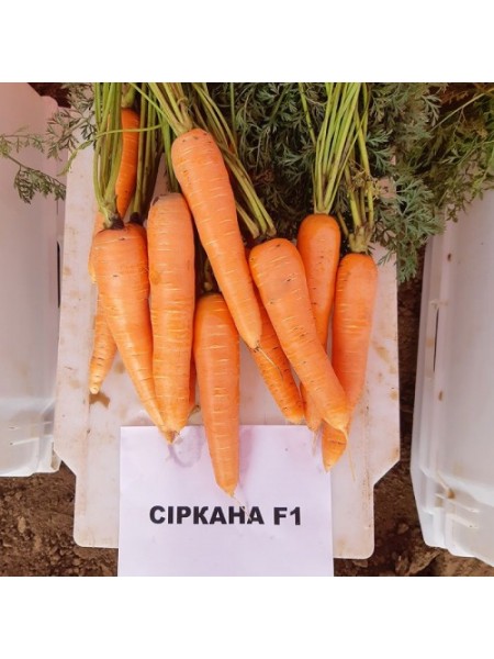 Сирана F1 (1,8-2,0) семян моркови Нантес средней 110-120 дн. 18-21 см (Nunhems)