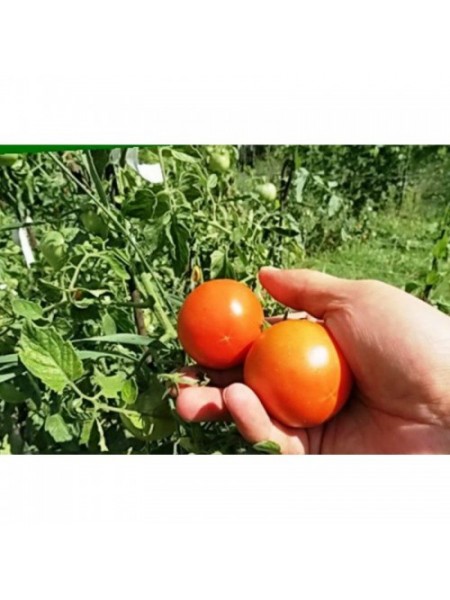 Сказка семян помидора детерминантного (GL Seeds)
