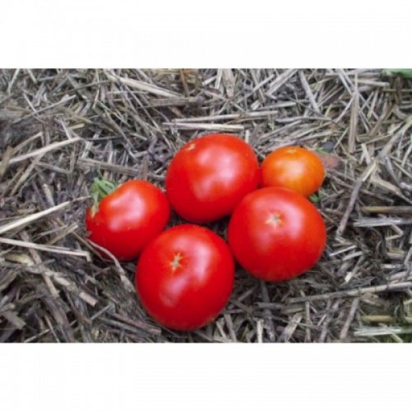 Скоросоюз семян помидора детерминантного (GL Seeds)