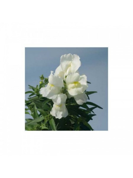 Снеппі F1 біле (white) насіння антиринуму карликового (Hem Genetics)