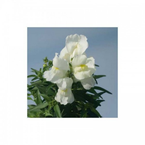 Снеппі F1 біле (white) насіння антиринуму карликового (Hem Genetics)
