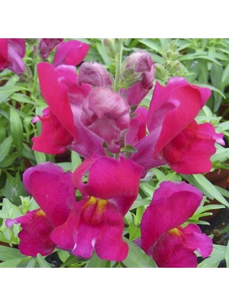 Снеппи F1 фиолетовый (violet) семена антиринума карликового (Hem Genetics)