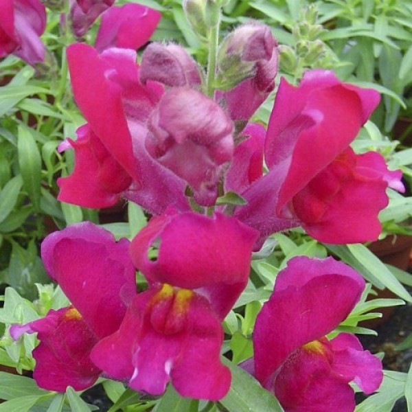Снеппи F1 фиолетовый (violet) семена антиринума карликового (Hem Genetics)