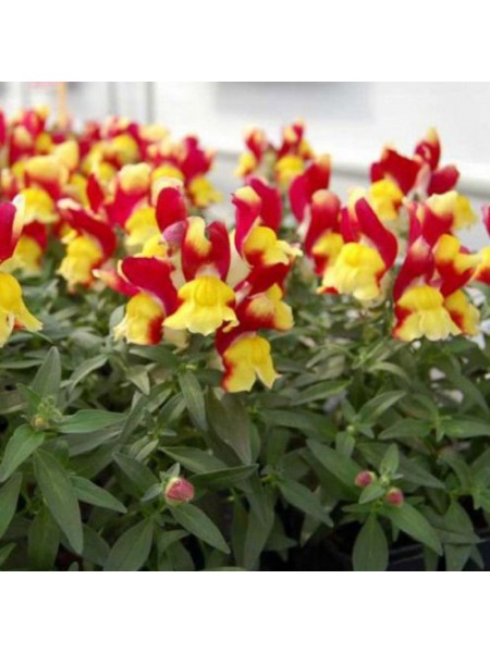 Снеппи F1 красно-желтый (red&yellow) семена антиринума карликового (Hem Genetics)