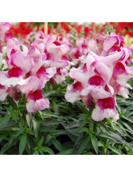 Снеппи F1 орхид флейм (orchid flame) семена антирринума карликового (Hem Genetics)