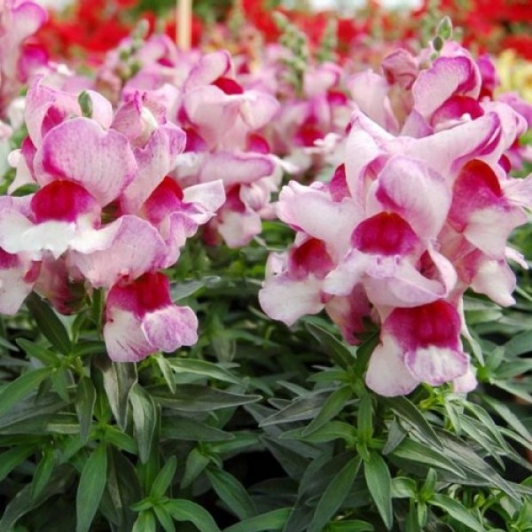 Снеппи F1 орхид флейм (orchid flame) семена антирринума карликового (Hem Genetics)