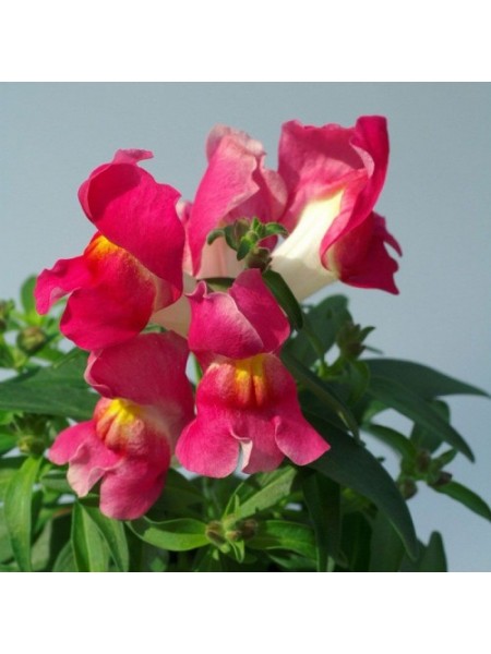 Снеппи F1 розовый биколор (rose bicolor) семена антиринума карликового (Hem Genetics)