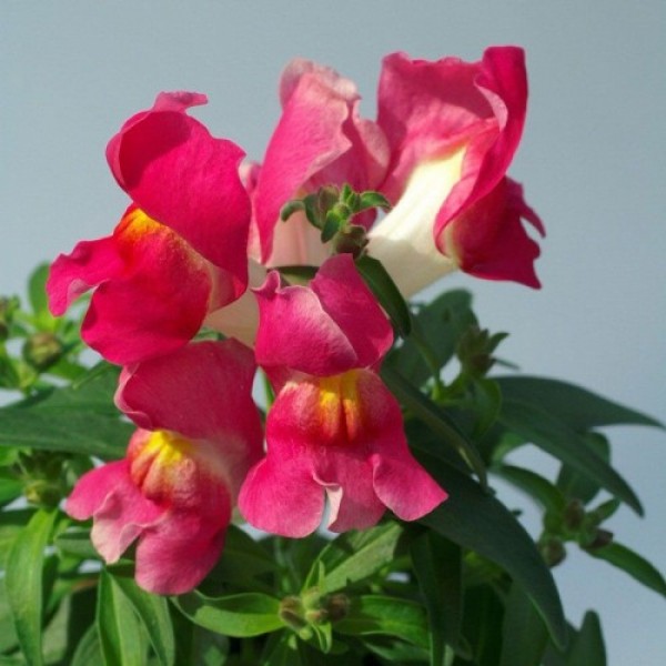 Снеппи F1 розовый биколор (rose bicolor) семена антиринума карликового (Hem Genetics)