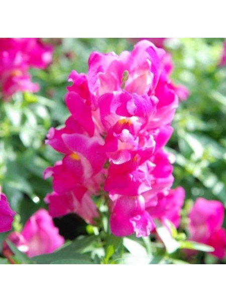 Снеппи F1 розовый (pink) семена антиринума карликового (Hem Genetics)