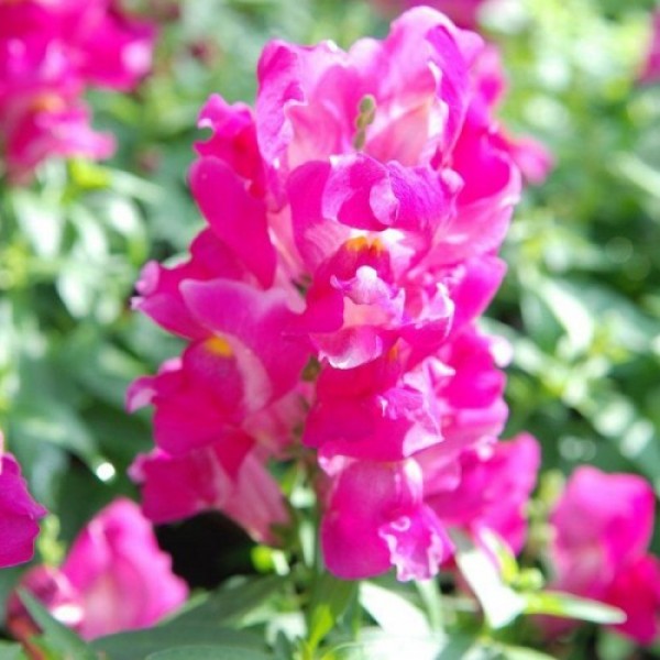 Снеппі F1 рожевий (pink) насіння антиринуму карликового (Hem Genetics)
