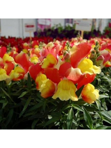 Снеппи F1 оранжево-желтый (orange&yellow) семена антиринума карликового (Hem Genetics)