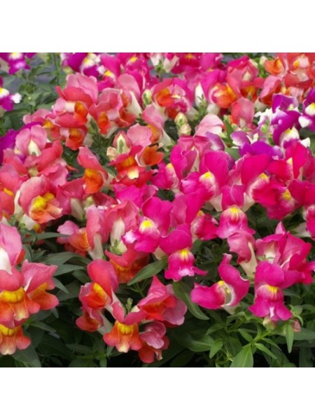 Снеппи F1 смесь биколор (bicolor mix) семян антиринума карликового (Hem Genetics)