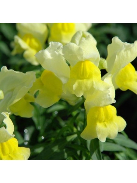 Снеппи F1 желтый (yellow) семена антиринума карликового (Hem Genetics)
