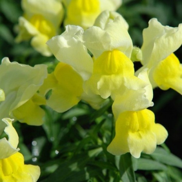 Снеппи F1 желтый (yellow) семена антиринума карликового (Hem Genetics)