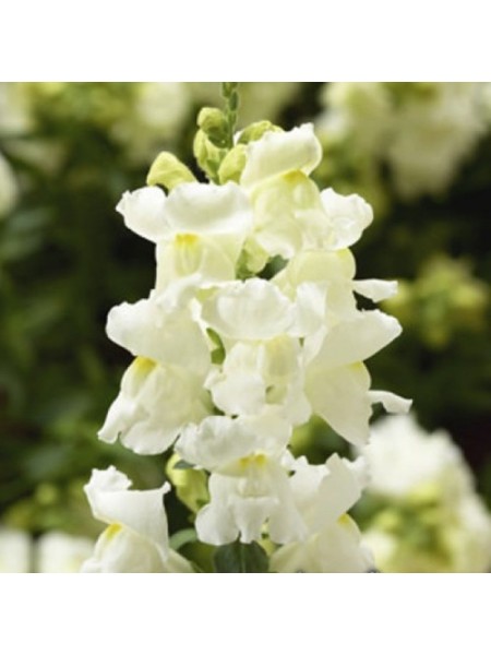 Снептини F1 белый (white) семена антирринума (Syngenta)