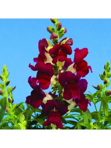 Снептини F1 бургунды биколор (burgundy bicolor) семена антирринума (Syngenta)