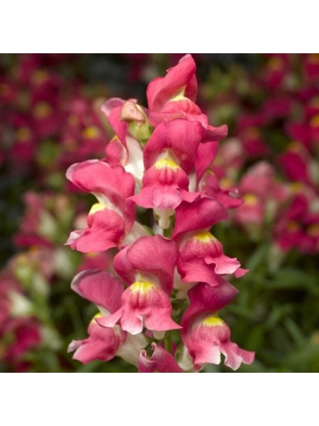 Снептини F1 розовый биколор (rose bicolor) семена антирринума (Syngenta)