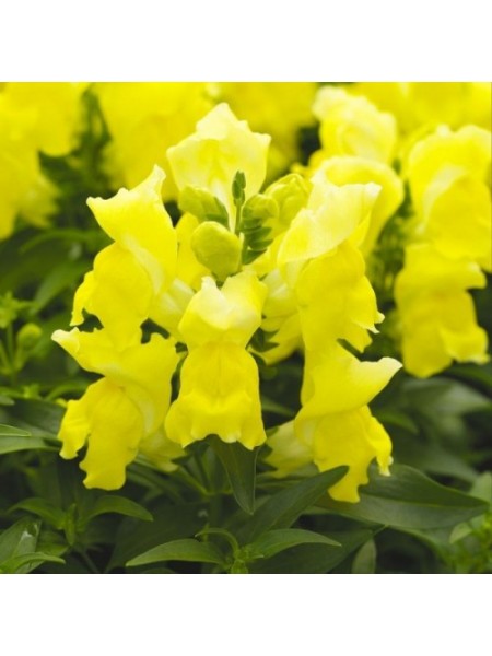 Снептини F1 желтый (yellow) семена антирринума (Syngenta)