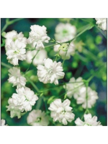 Снежинка семян гипсофилы (GL Seeds)