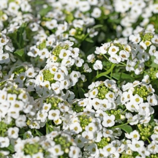 Сніговий килим білий (white) насіння алісуму (Hem Zaden)