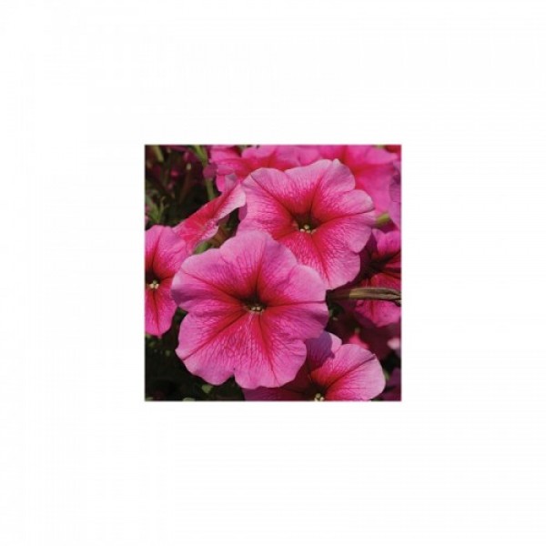 Софія F1 рожева (pink) насіння петунії (Cerny)