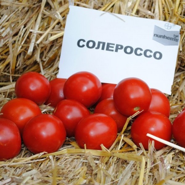 Солероссо F1 семена помидора дет. ультрараннего 90-95 дн. слив. 50-55 гр. дражированное красного (Nunhems)
