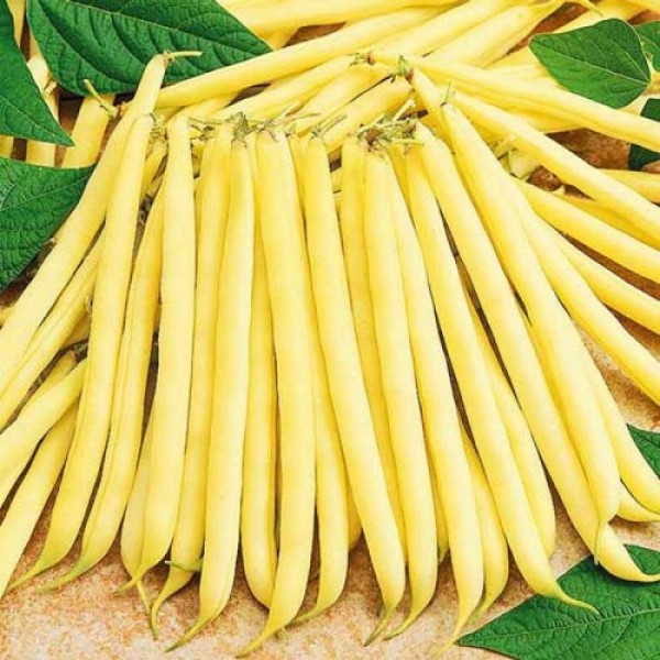 Сонеста насіння квасолі спаржової (Moravoseed)