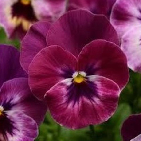 Сорбет F1 XP фиолетовая (purple) семена виолы (Pan American)