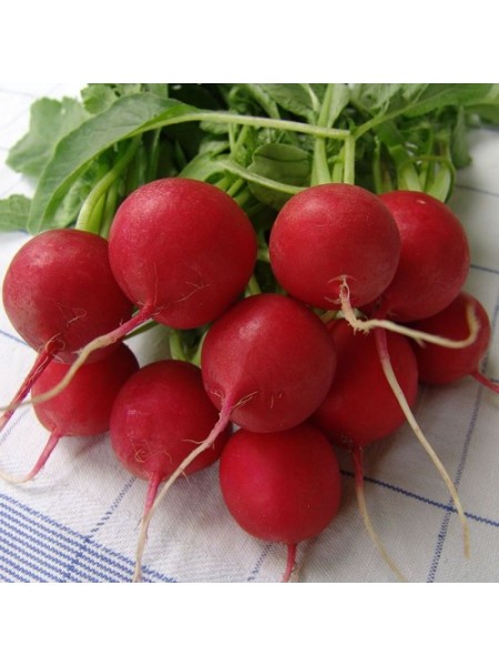 Спарта семян редиса (Moravoseed)