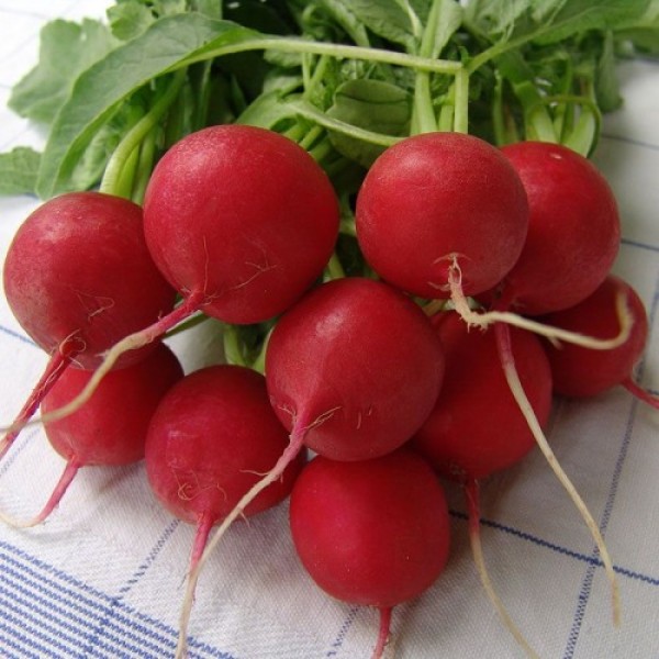 Спарта насіння редису (Moravoseed)