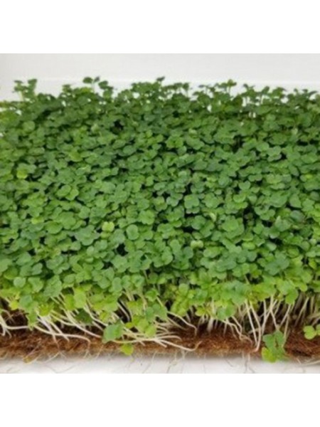 Стартовый (3 урожая) набор для выращивания микрозеленых (Agrocity)