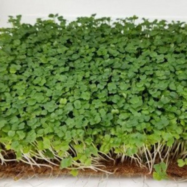 Стартовый (3 урожая) набор для выращивания микрозеленых (Agrocity)
