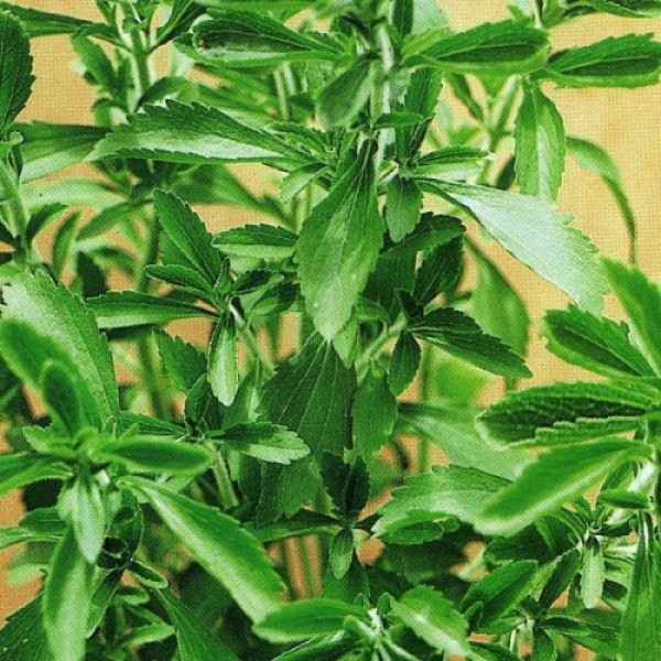 Стевия семян (Satimex)