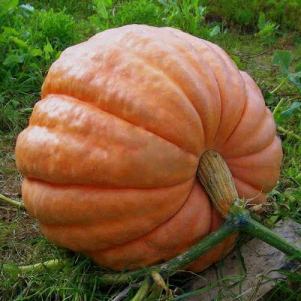 Атлантический гигант семян тыквы (Hortus)