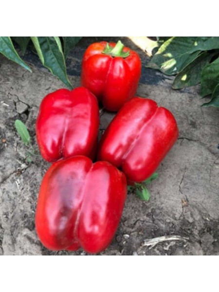 Стрит F1 семена перца сладкого тип Блочный ультраранний (Lark Seeds)