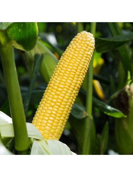 Стронгстар F1 семена кукурузы суперсладкой Sh2 ранней 71 дн. 23 см 18 лет (Syngenta)