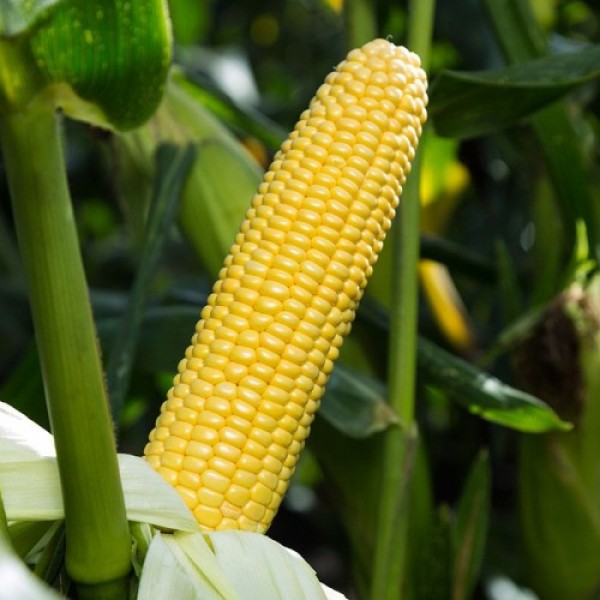 Стронгстар F1 семена кукурузы суперсладкой Sh2 ранней 71 дн. 23 см 18 лет (Syngenta)
