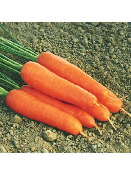 Ступичные семена моркови (Moravoseed)